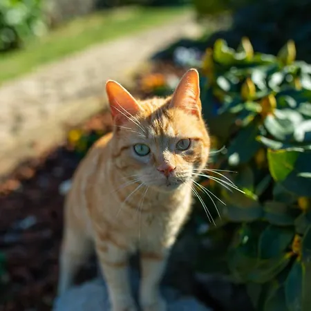 Lorenetxea Ekoturismo Holiday home Amoroto