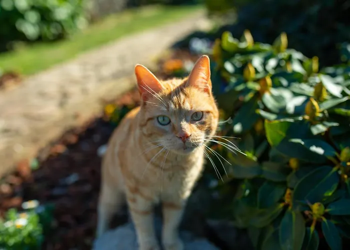 Lorenetxea Ekoturismo Casa de Férias Amoroto